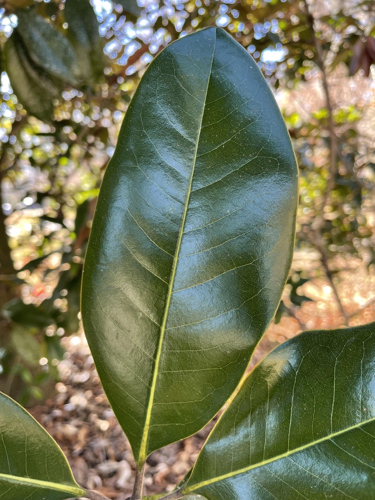 Magnolia grandiflora 'Hasse'