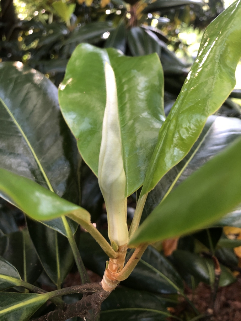 Magnolia grandiflora