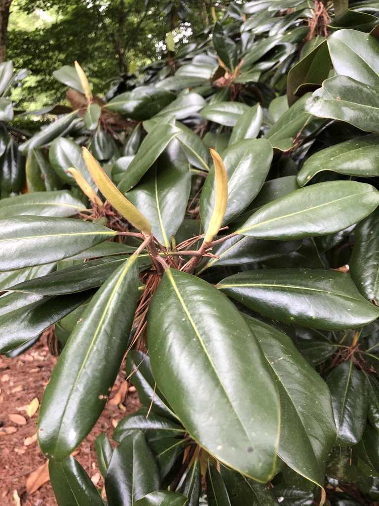 Magnolia grandiflora