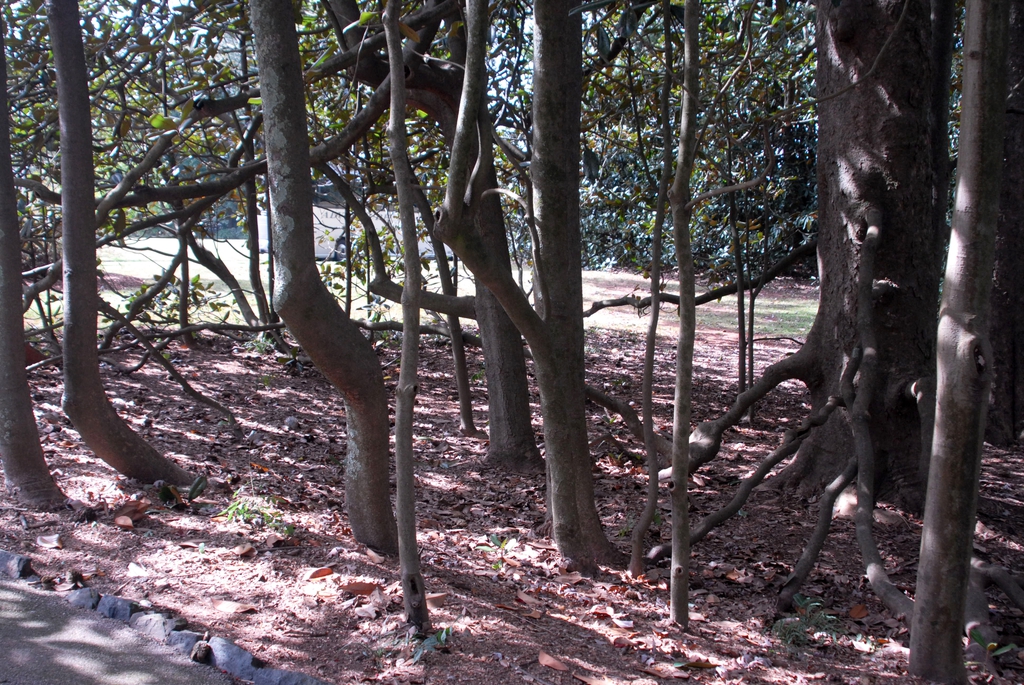 Magnolia grandiflora