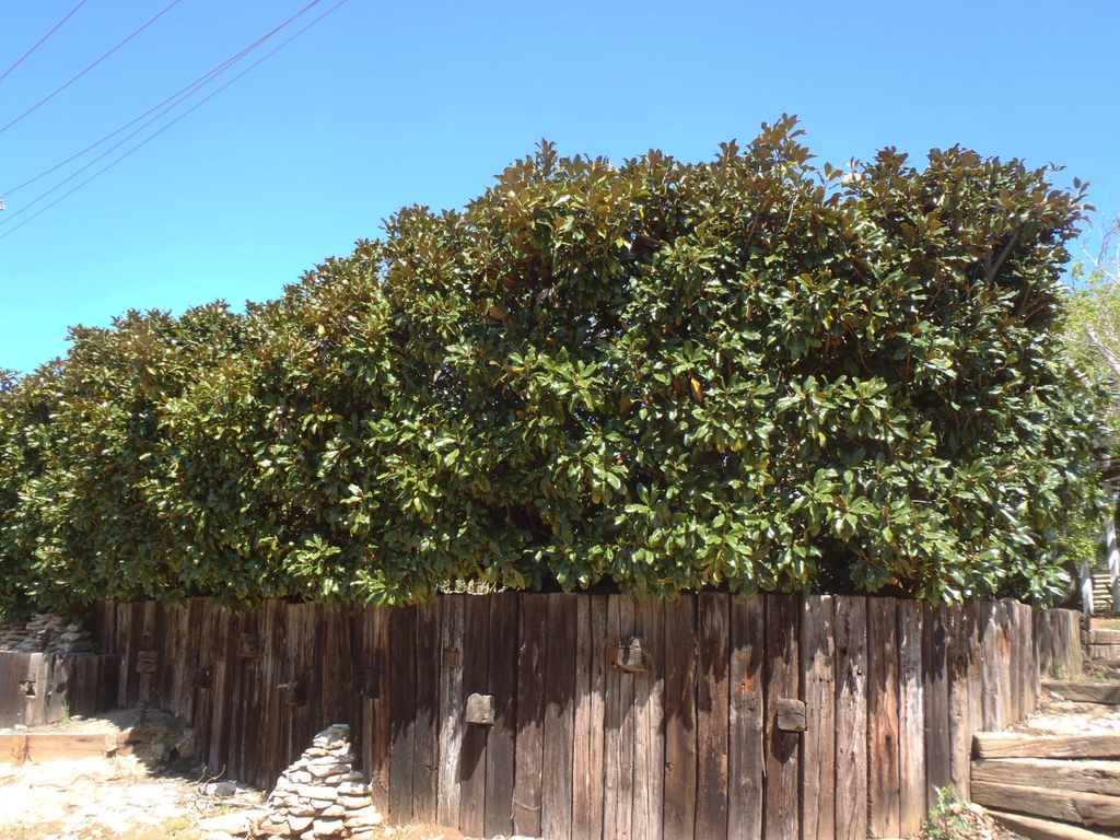 Magnolia grandiflora
