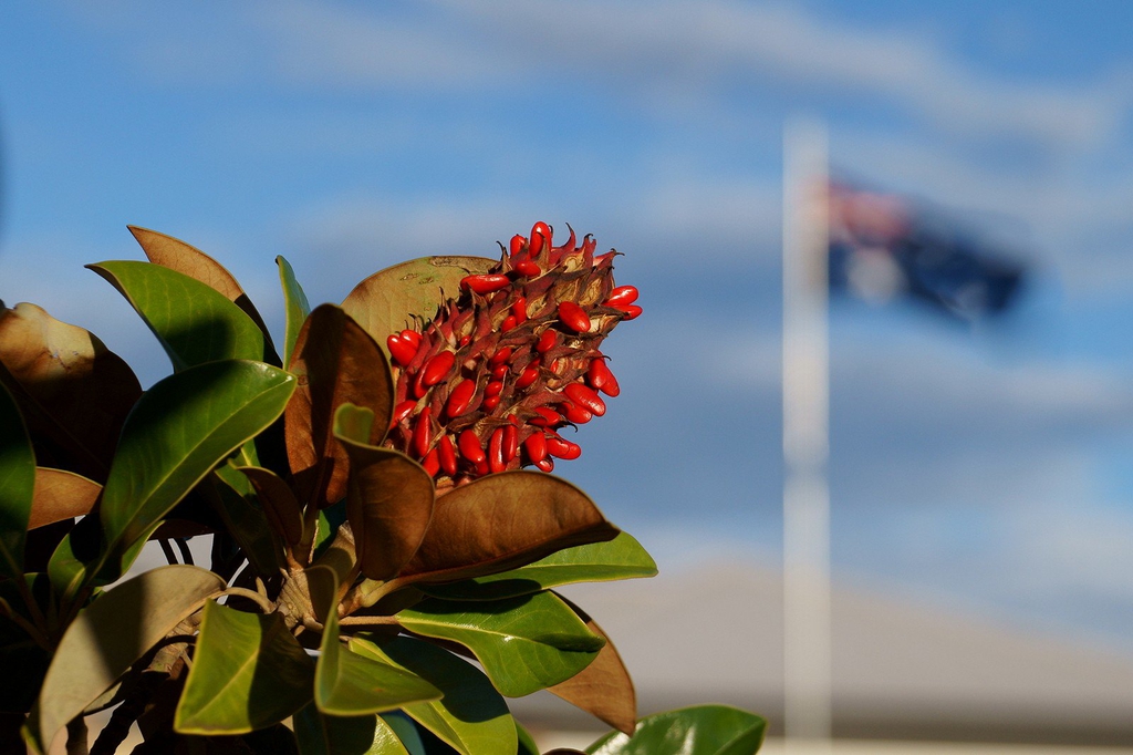 Magnolia grandiflora