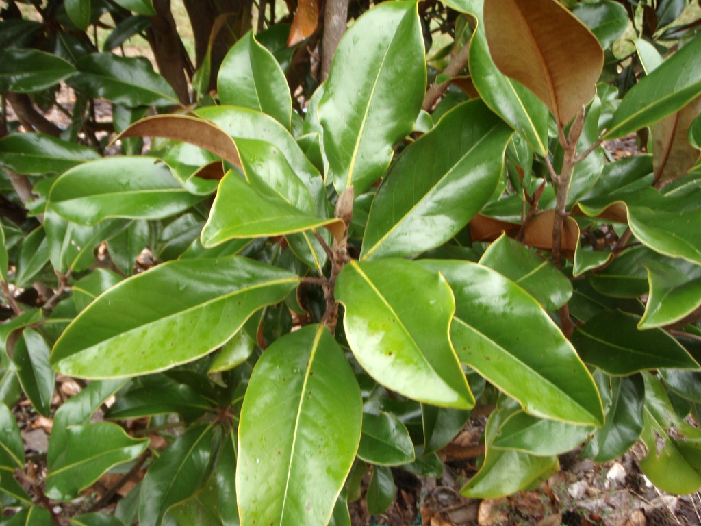 'Brackens Brown Beauty' Leaf