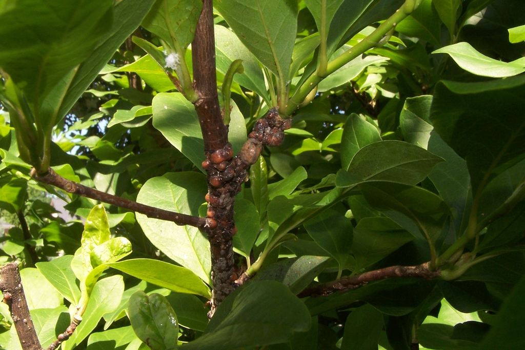 Tulip Tree Scale (Toumeyella liriodendri) infestation on twigs