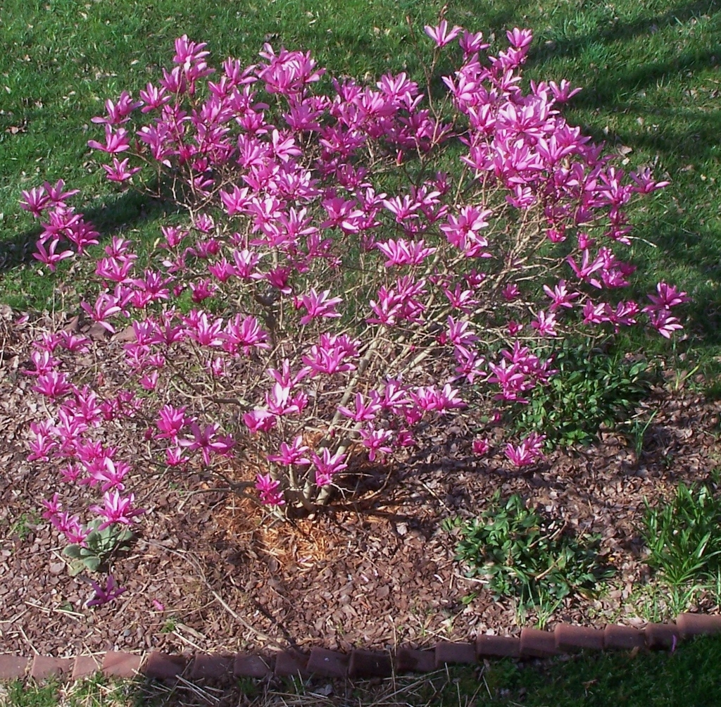 Form with pinkish purple blooms in March with no leaves