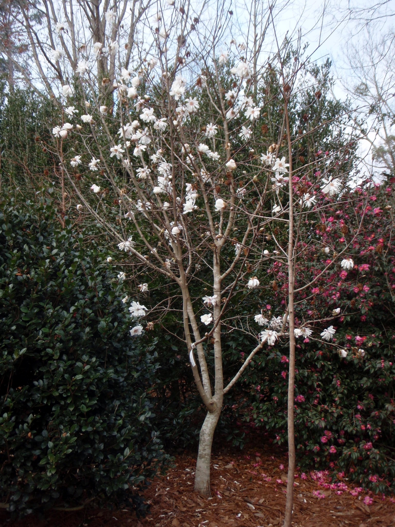 Magnolia x loebneri