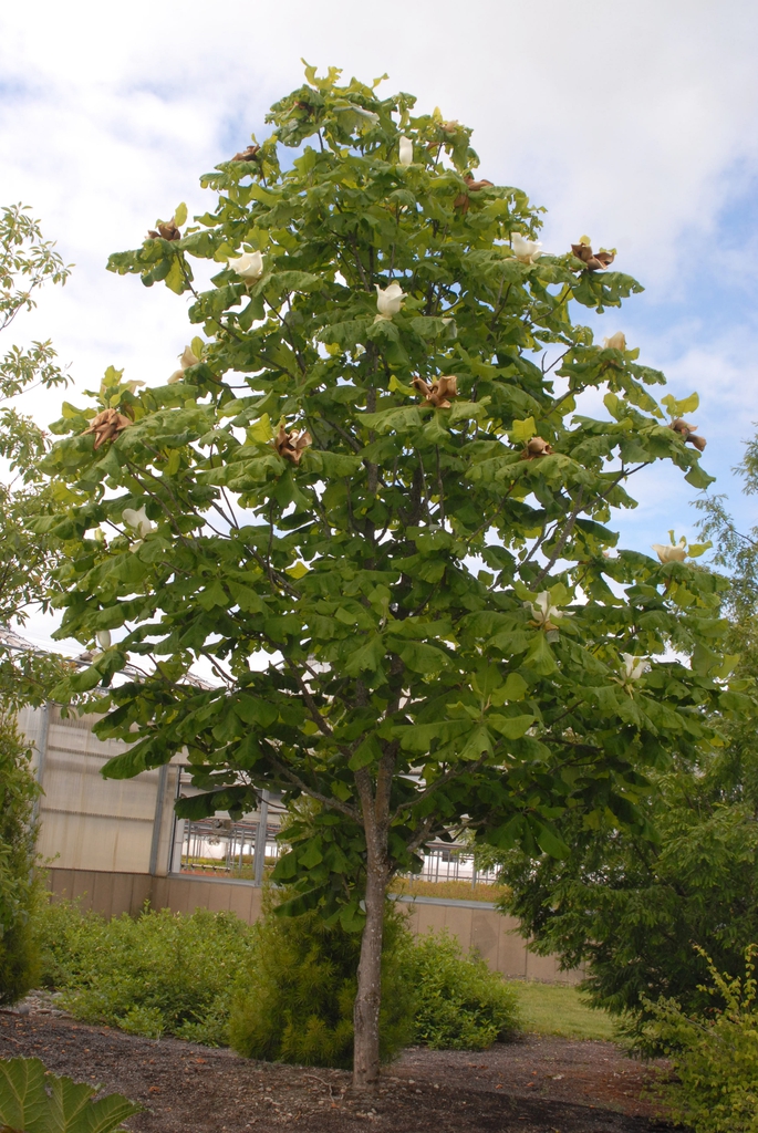 Magnolia macrophylla Form