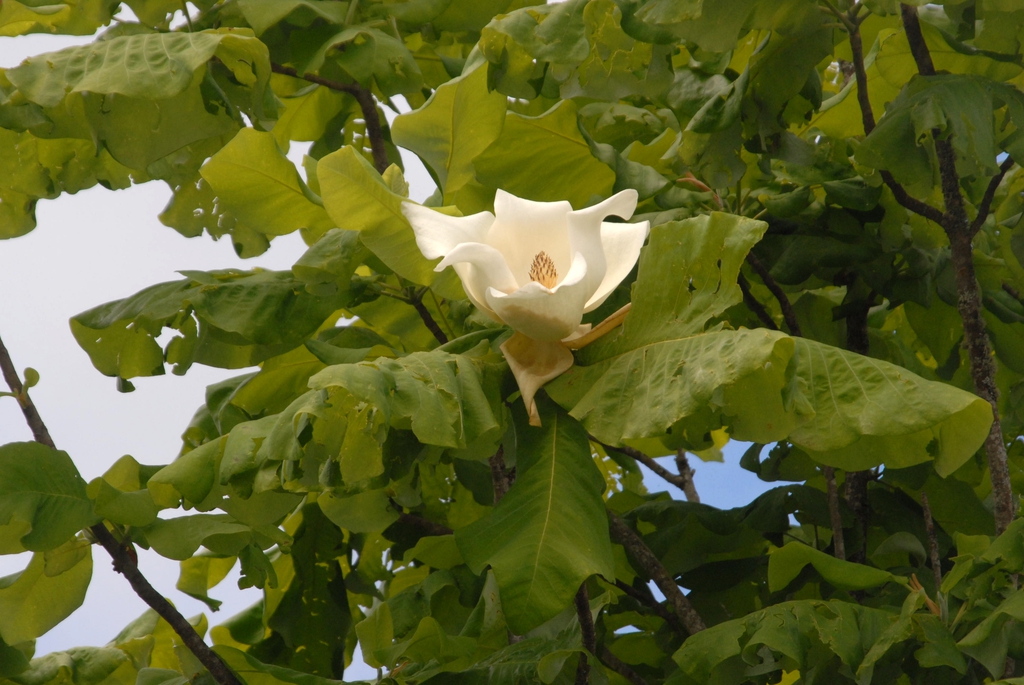 Magnolia macrophylla  Flower and Leaf