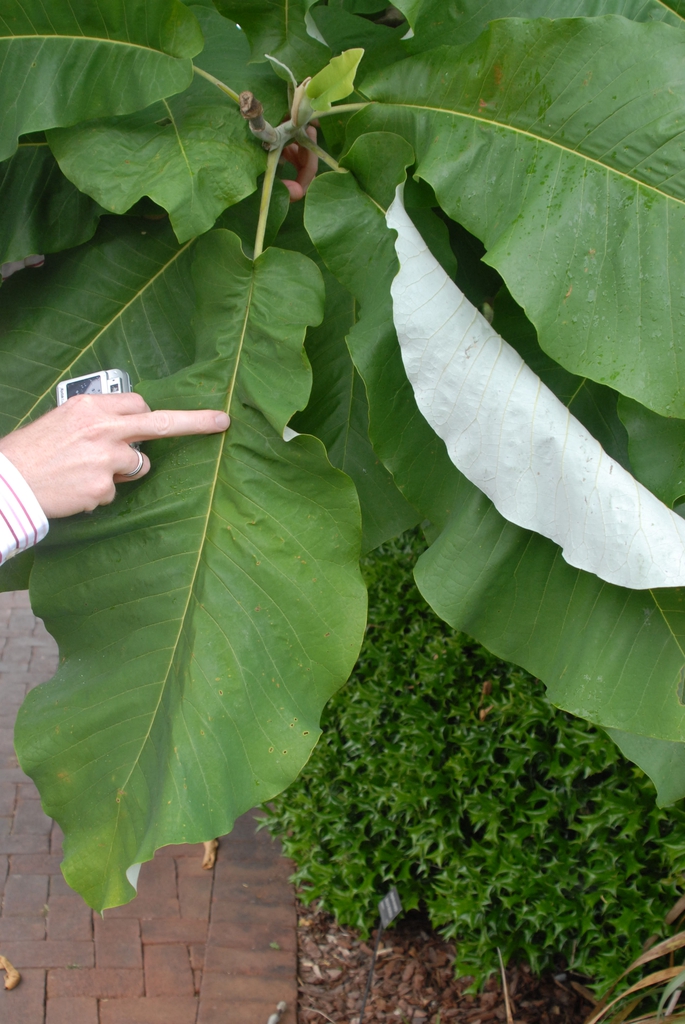 Magnolia macrophylla