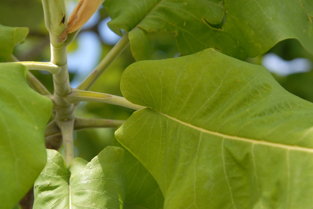 Magnolia macrophylla Leaf