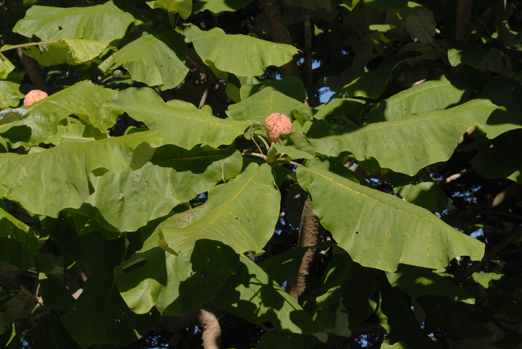 Magnolia macrophylla