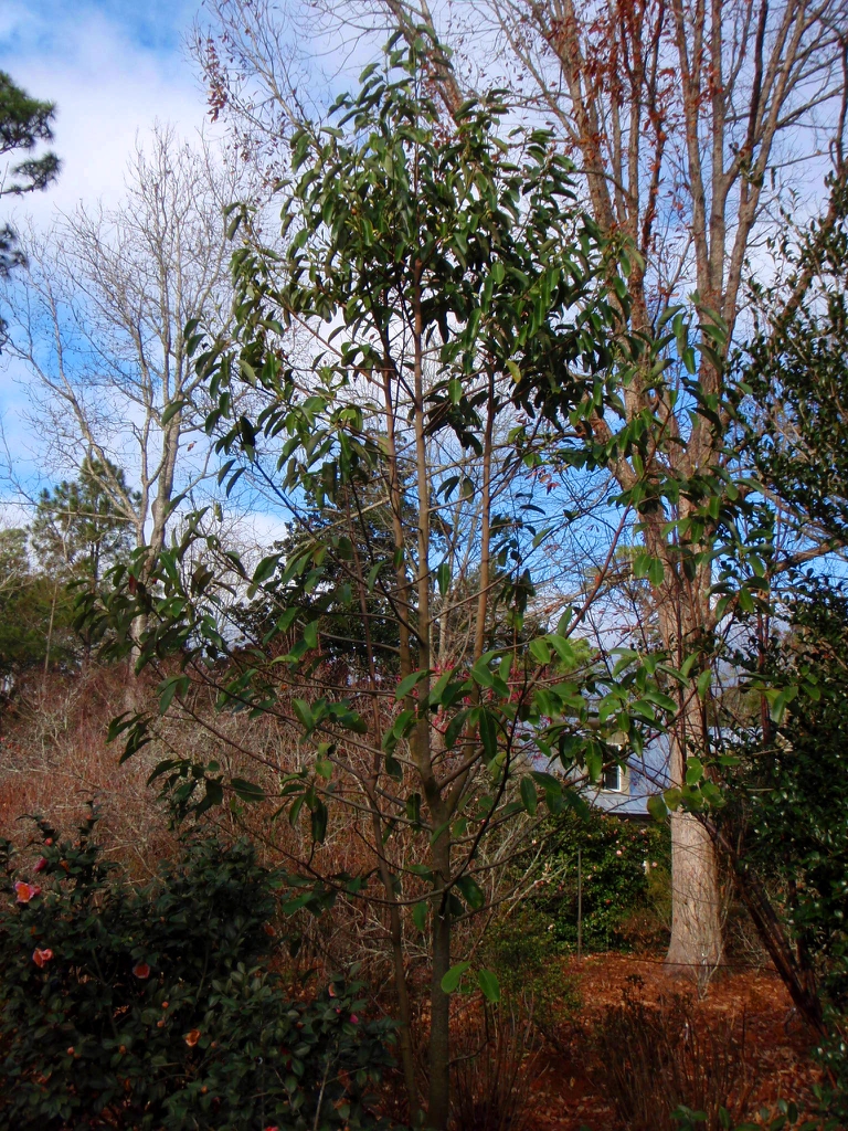 Magnolia maudiae