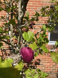 Magnolia soulangeana x liliflora 'Genie'