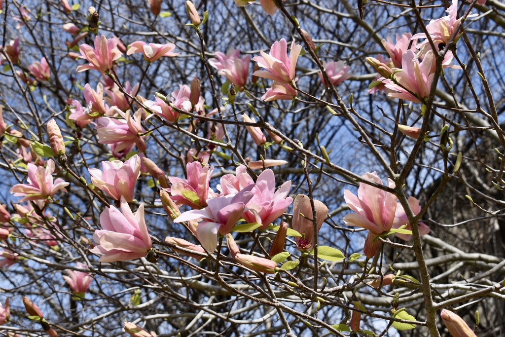 Pink Saucer Magnolia