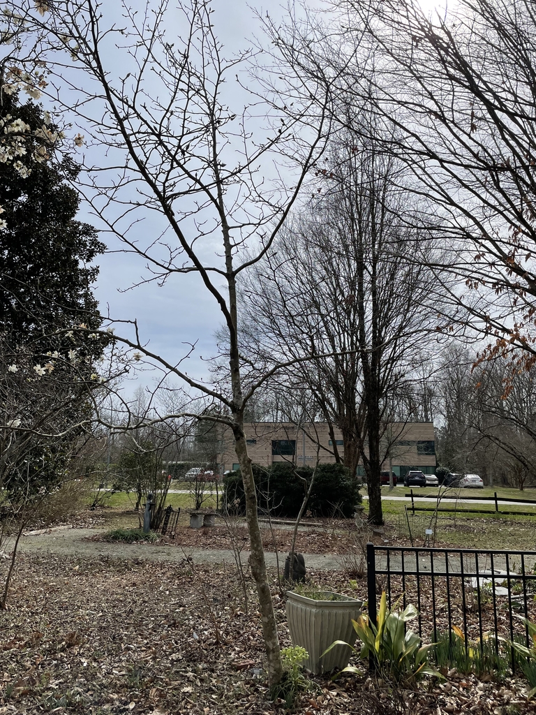 Magnolia 'Butterflies'