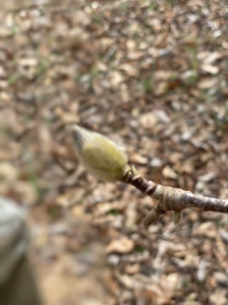 Magnolia 'Butterflies'
