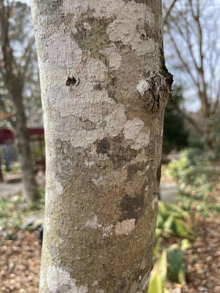 Magnolia 'Butterflies'