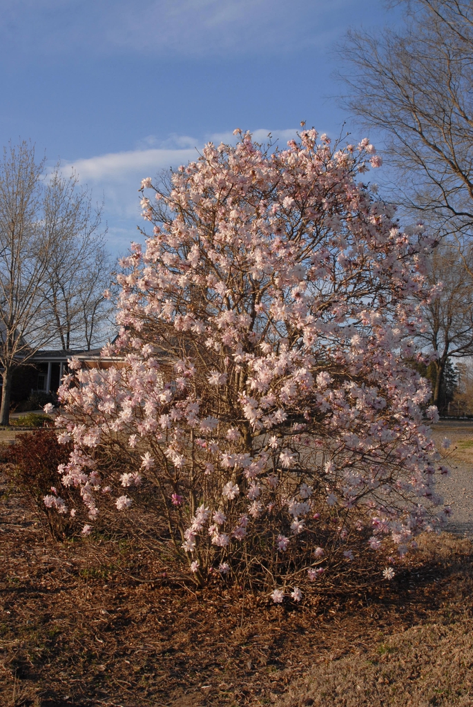 Magnolia stellata