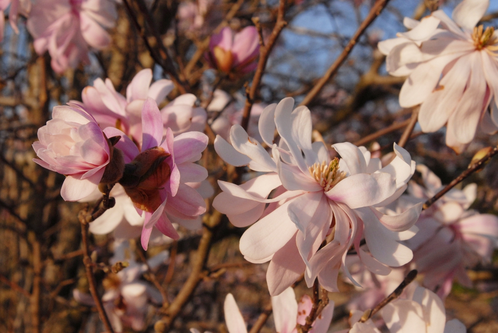 Magnolia stellata