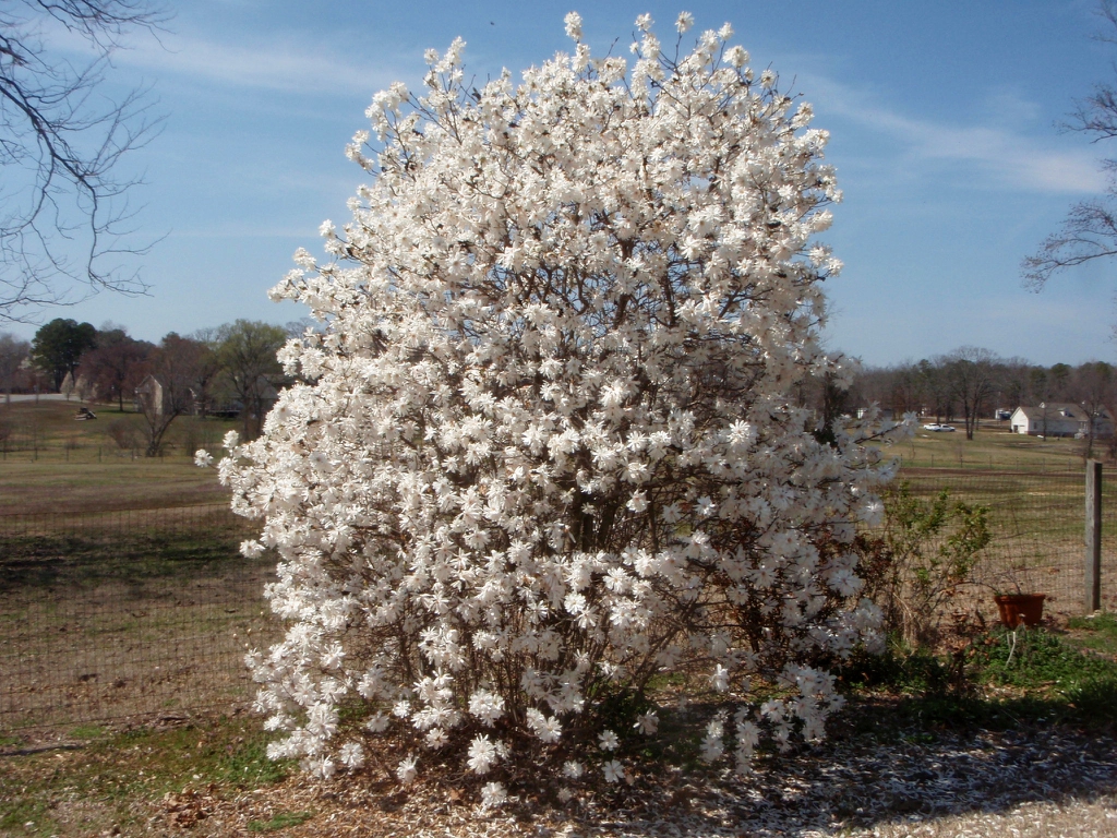 Form