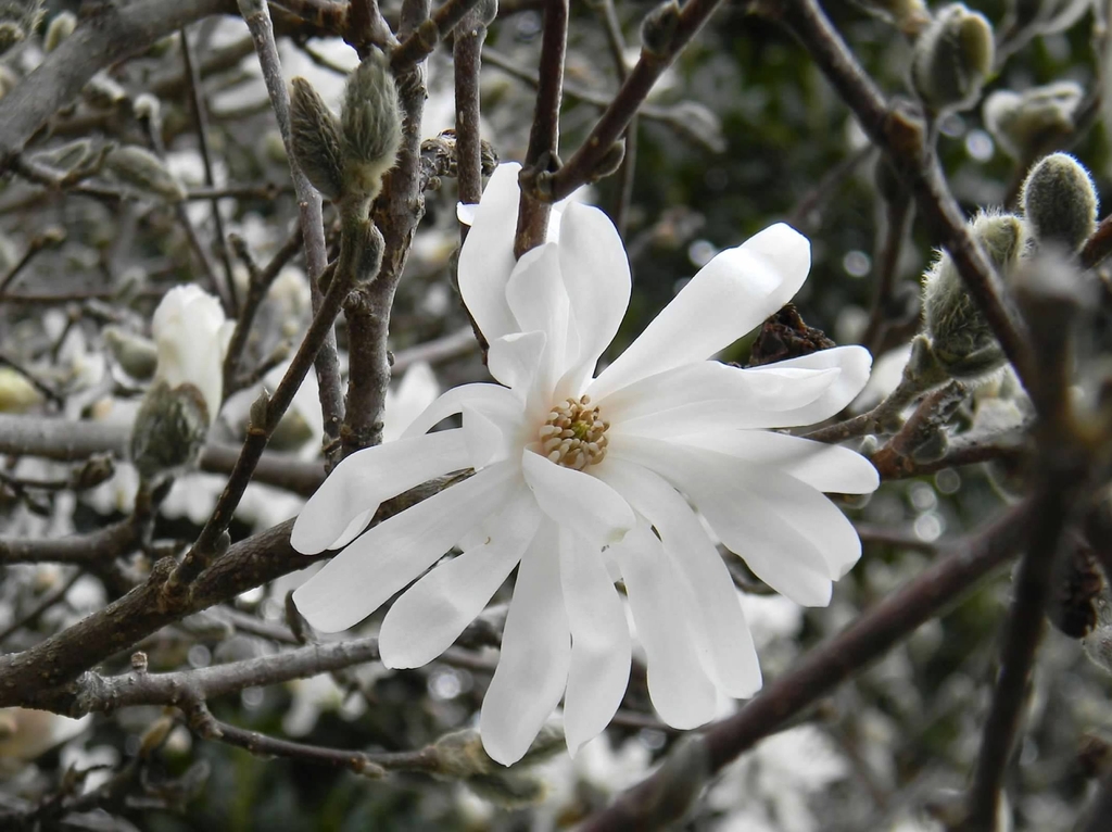Flower & Buds - Late Winter - Buncombe Co., NC