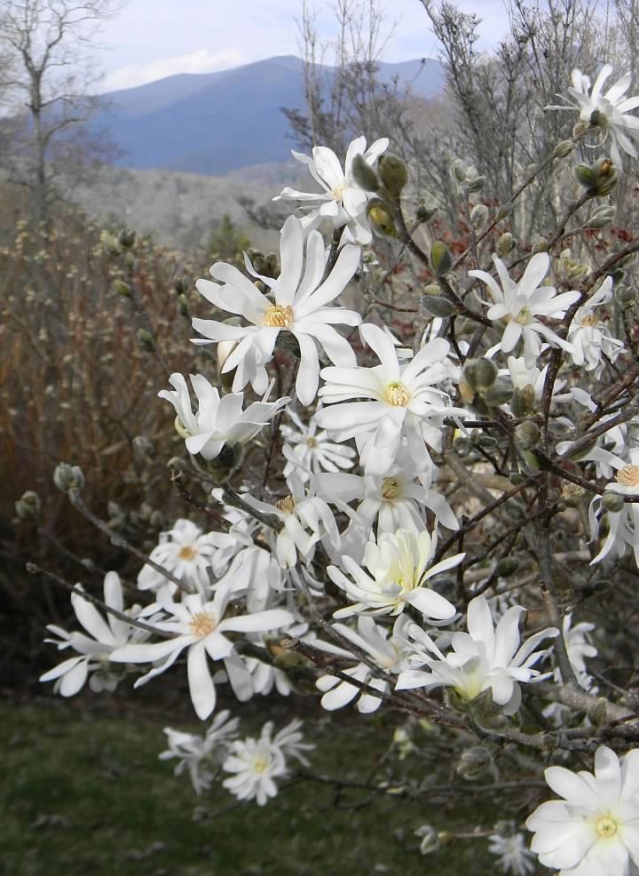Flowering Branches - Late winter - Buncombe Co., NC