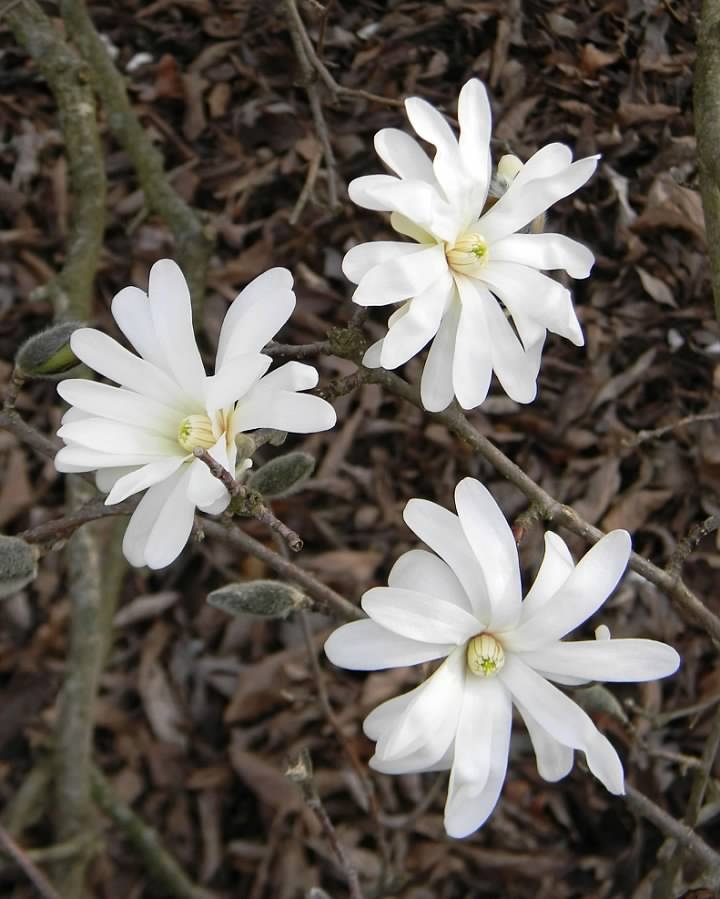 Flowers - Late Winter - Buncombe Co., NC