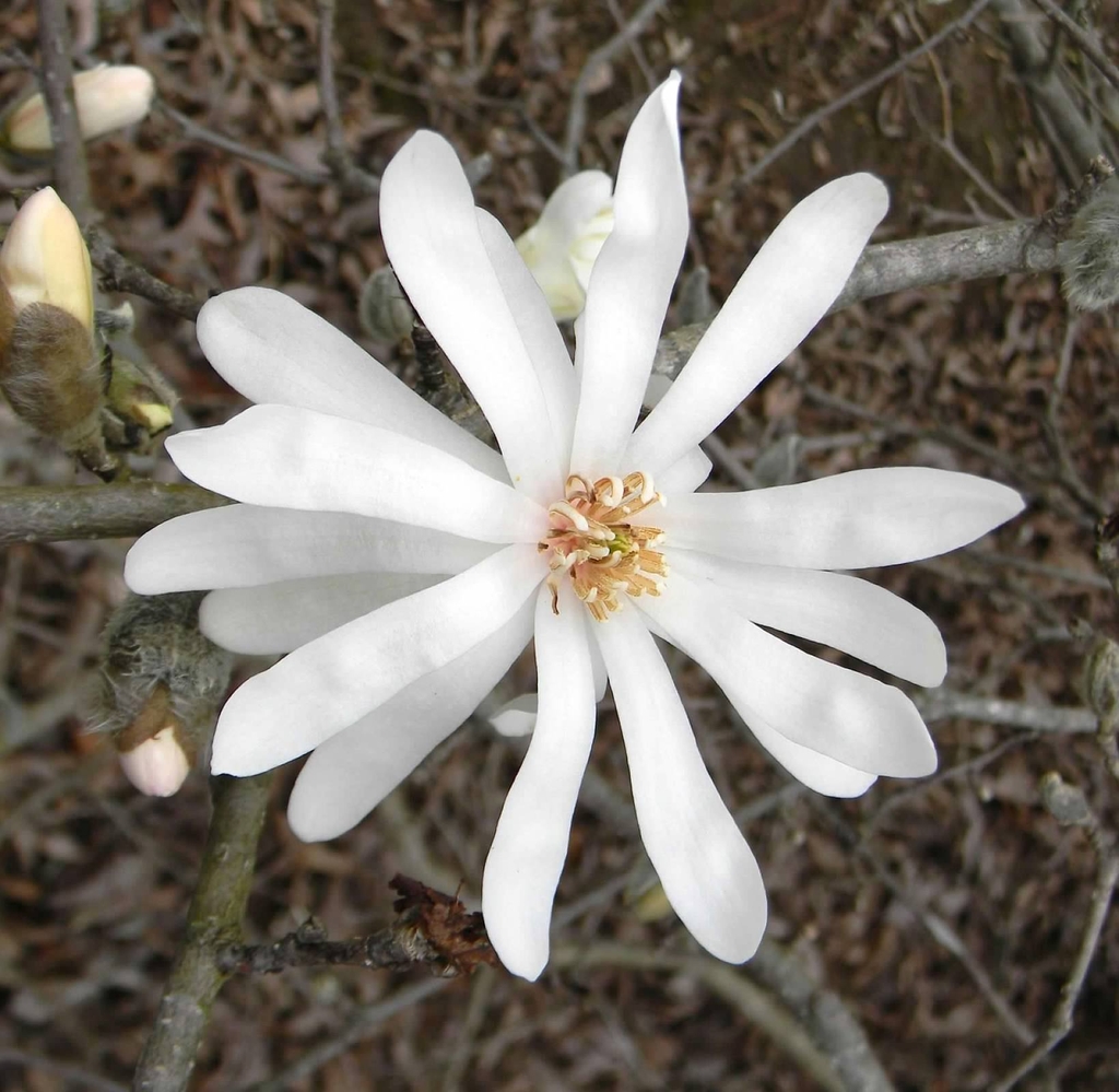 Flower Detail - Late Winter - Buncombe Co., NC