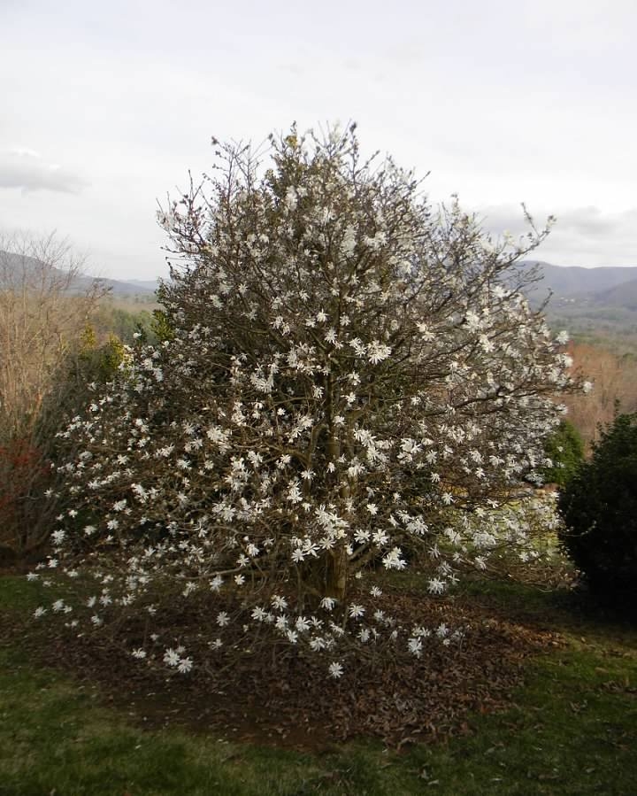 Form in Flower - Late winter - Buncombe Co., NC