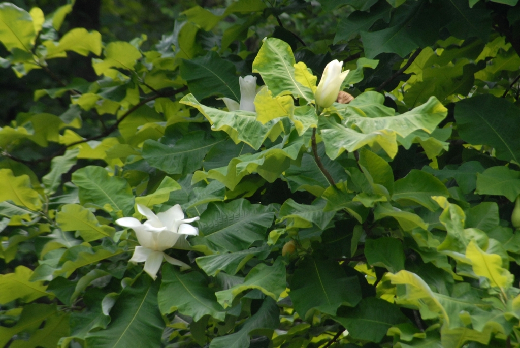 Tree with large leaves and large, solitary white flowers.