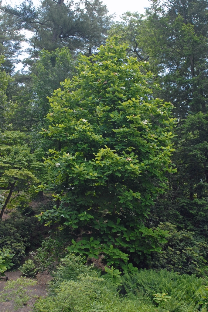 Tree with large leaves.