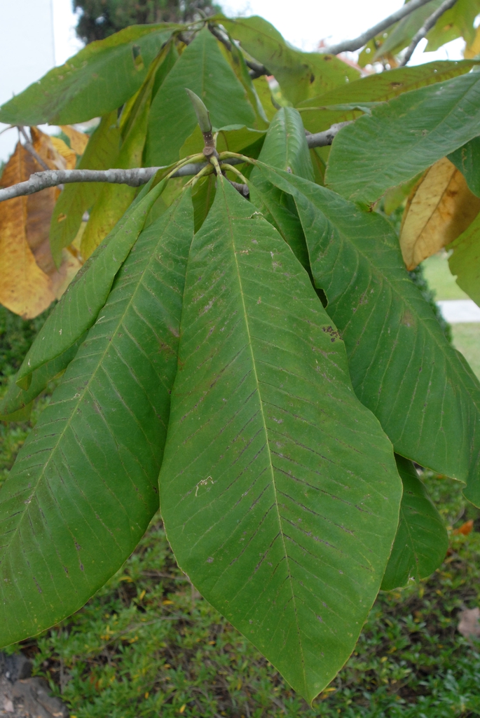 Magnolia tripetala