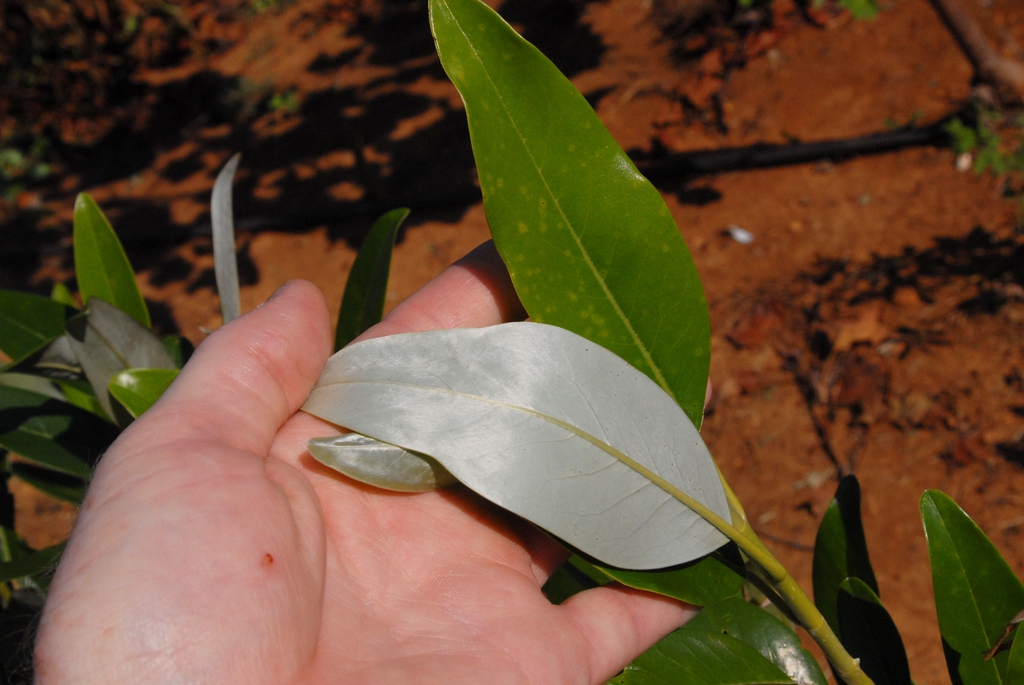 Under Leaf