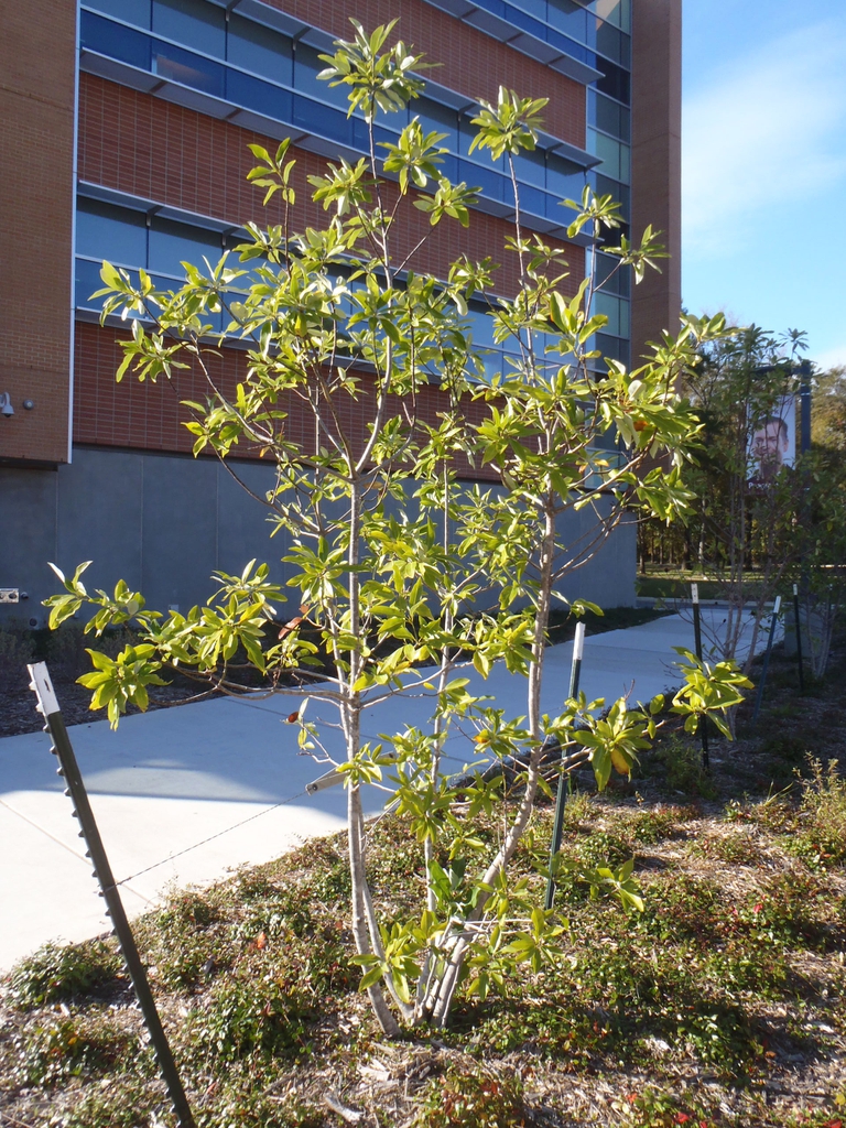 Magnolia virginiana