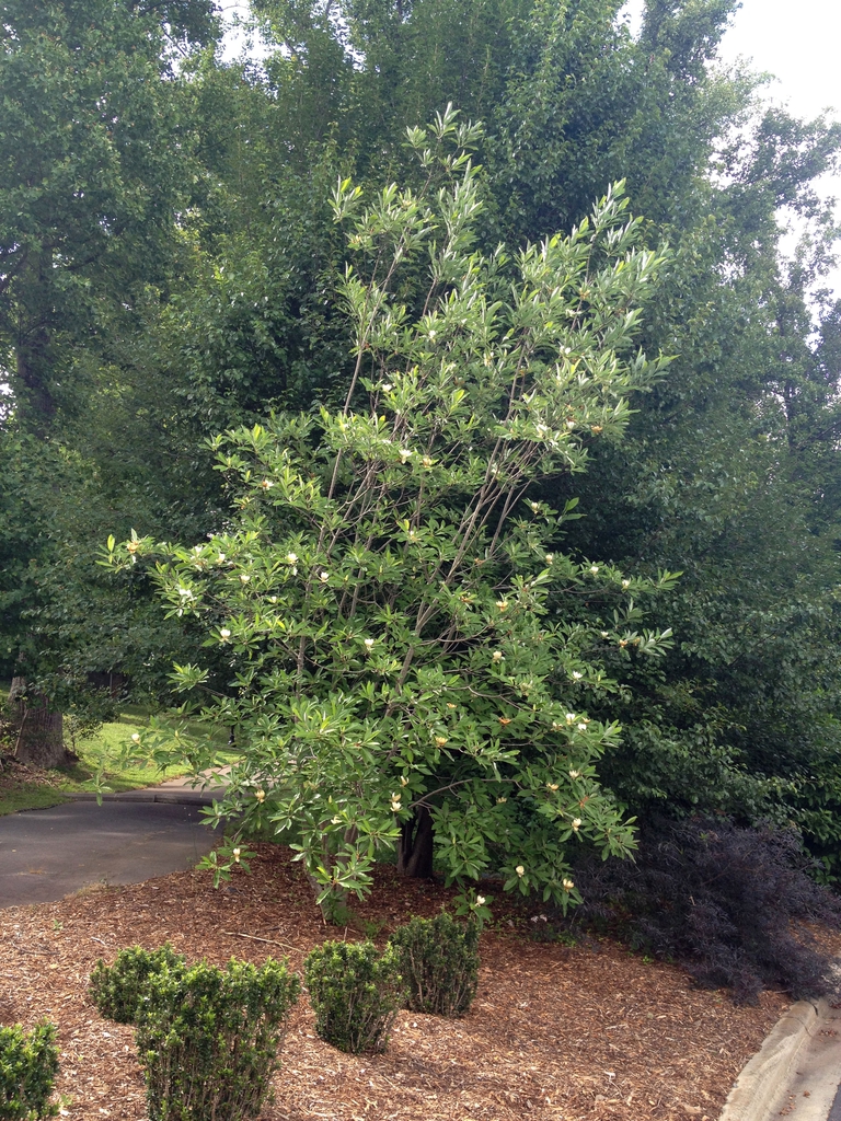 Magnolia virginiana
