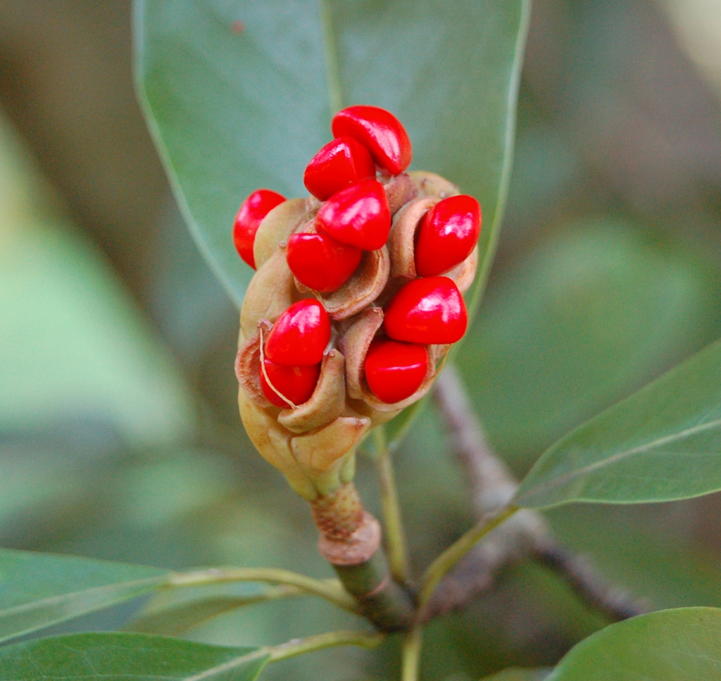 Fruits