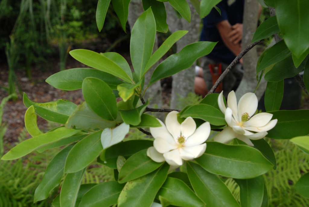 Magnolia virginiana
