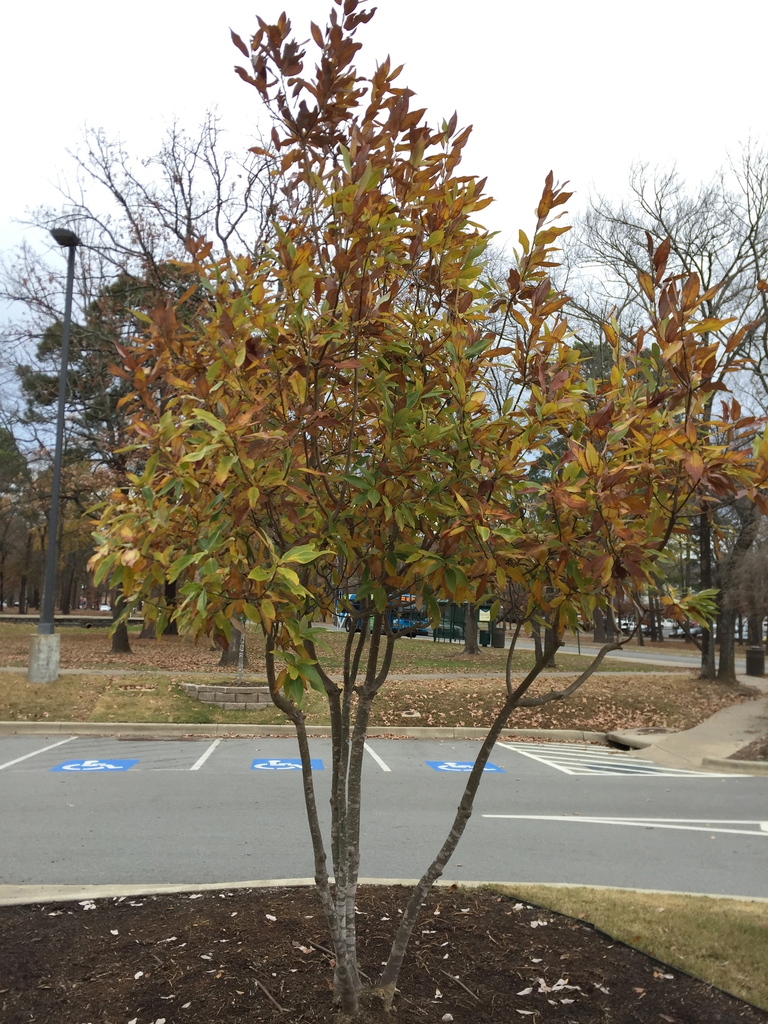 Fall form