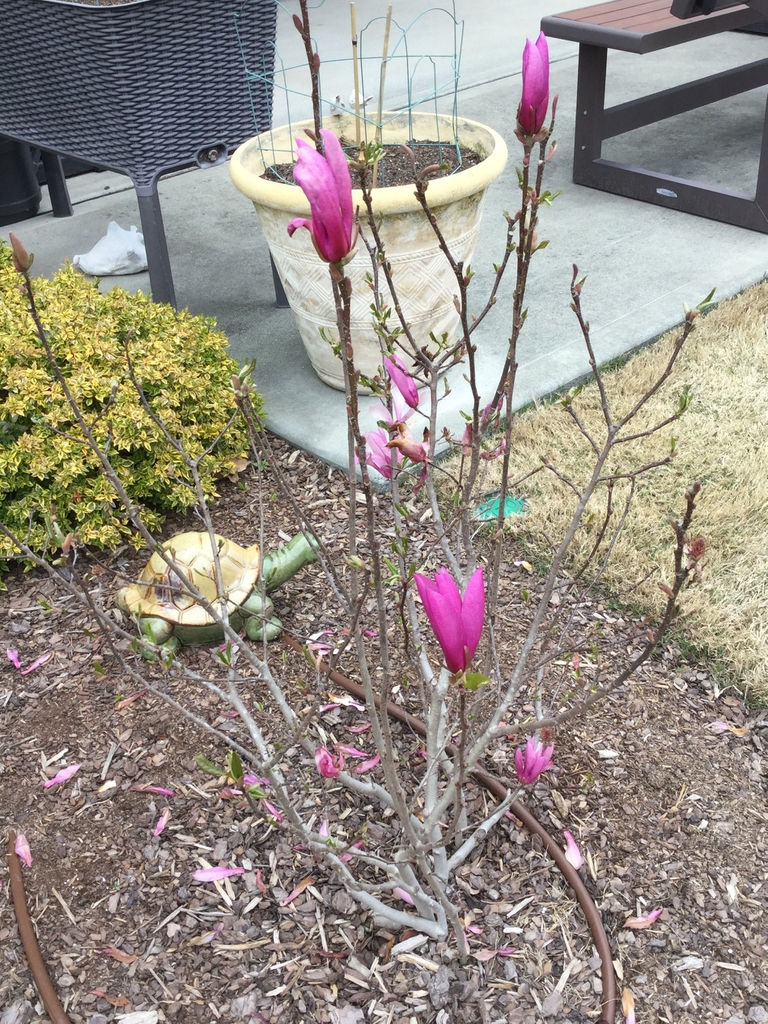 'Ann' beginning of first bloom, late winter, Durham County, NC