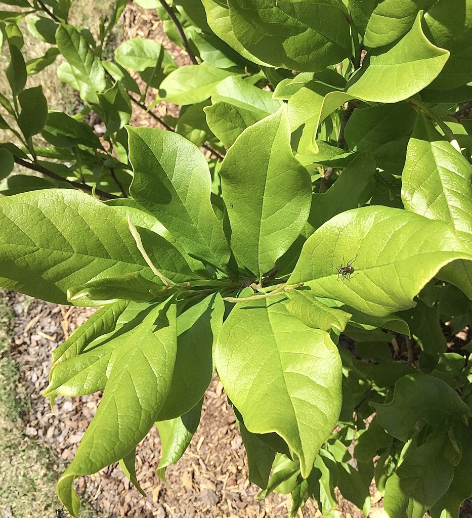 'Ann' leaves, spring, Durham County, NC