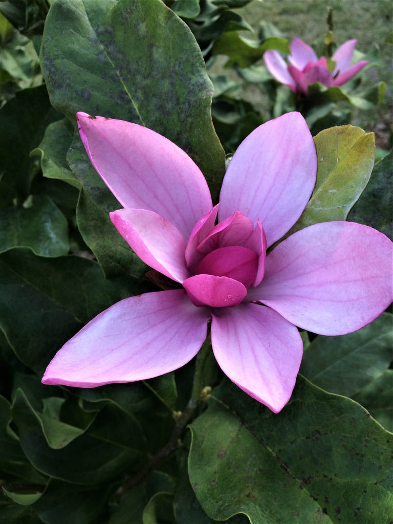 'Ann', flower, early summer, Durham County, NC