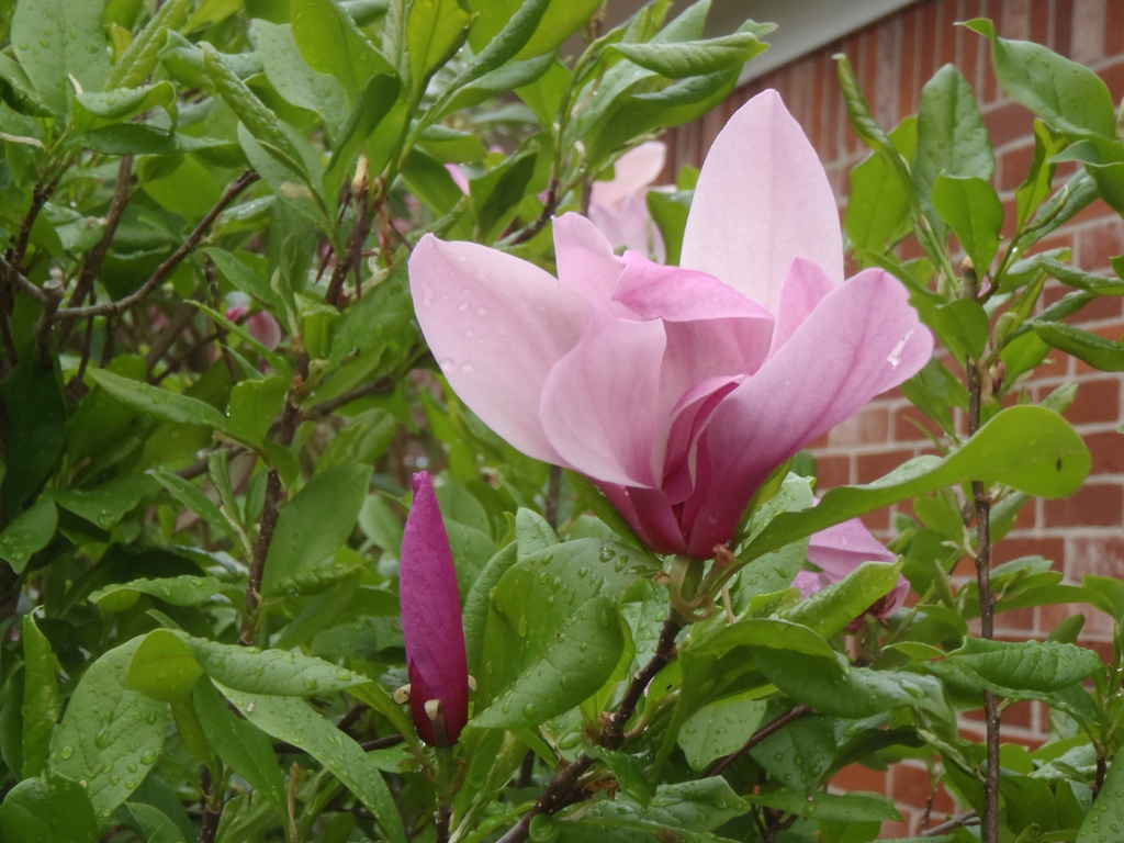 Large pink, tulip-shaped flowers on bare branches.