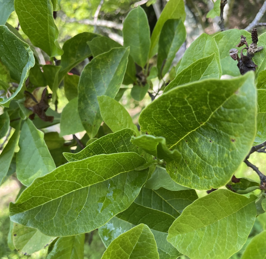 Magnolia x leobneri 'Spring Snow'
