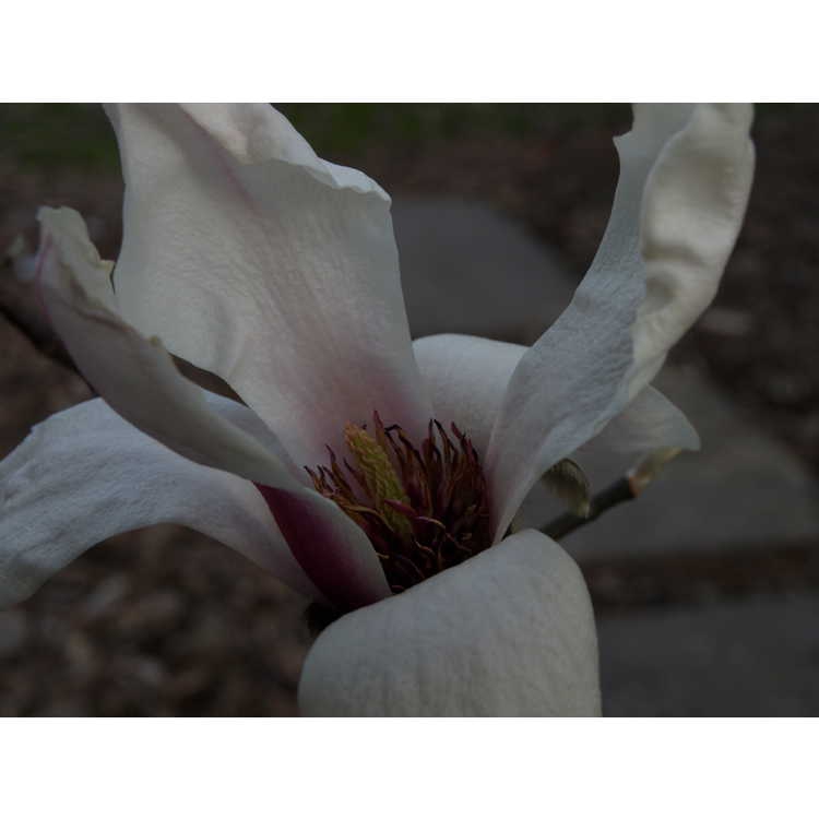 Close up of flower