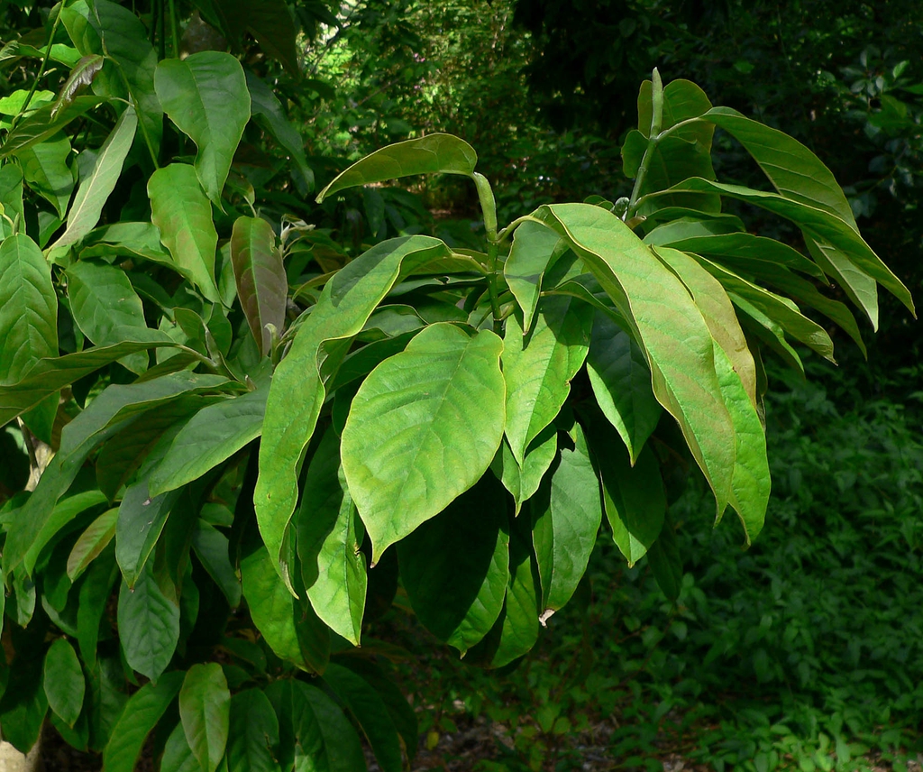 Leaves