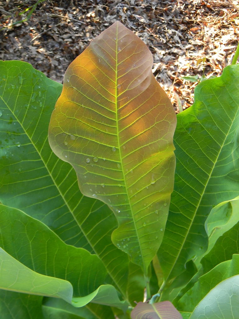 Leaf Closeup - Buncombe Co., NC