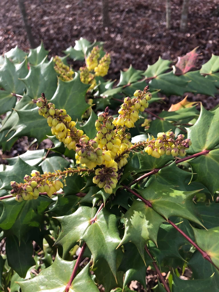 Berberis x hortensis