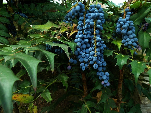 Close up of fruit
