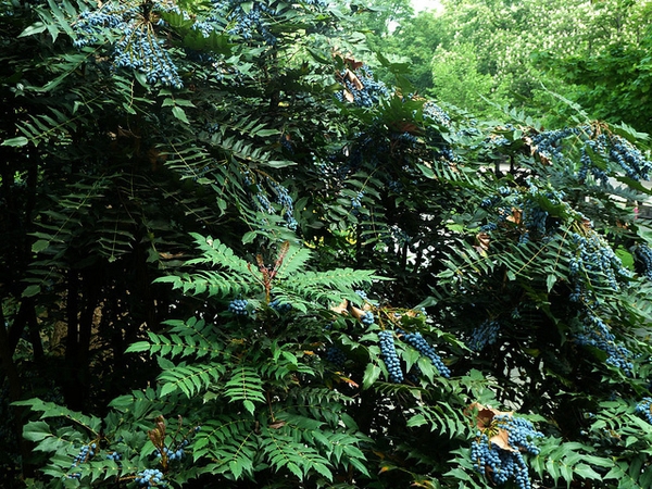 Form and fruit