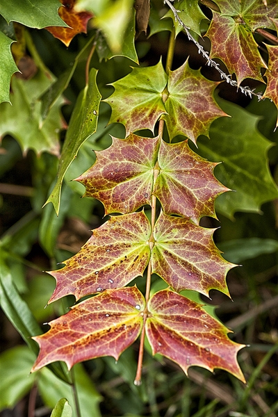 Mahonia bealei